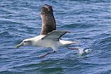 White-capped Albatross